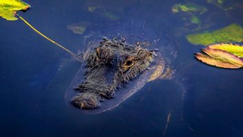 العثور على التماسيح التي تظهر في خليج مانادو إلى جورونغ - جورونغ