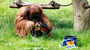 Walter, Si Orangutan Prediksi Kemenangan Tipis Jerman atas Skotlandia di Euro 2024