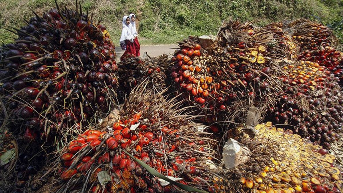 The Price Of Palm Oil FFB In Southwest Aceh Rose To IDR 2,110 Per Kg