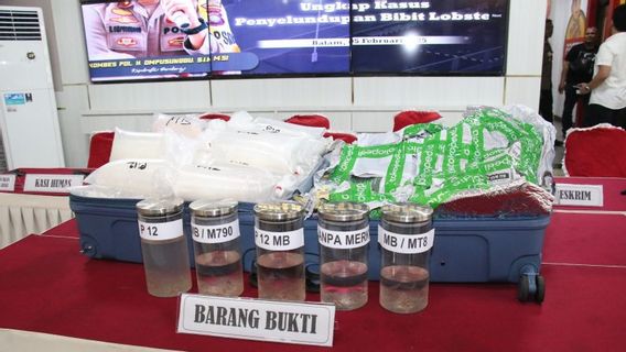 Polresta Barelang Kepri Failed To Spray Lobster Seeds Through The Port