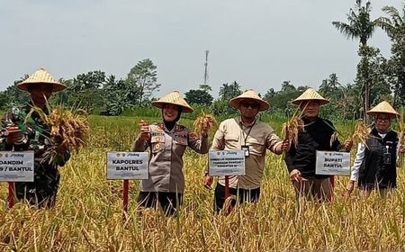 Kementan Sebut Stok Benih Padi Februari 2025 Tersedia 14.000 Ton