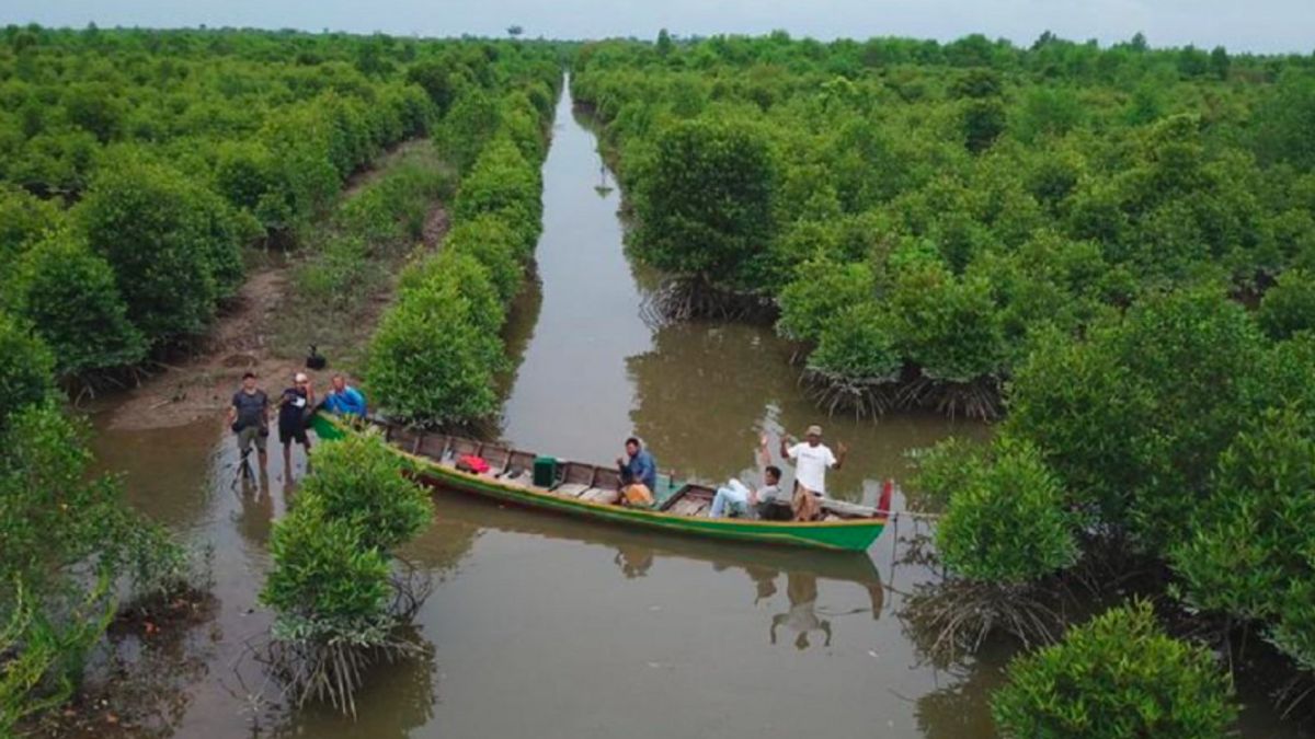 Pelestarian Mangrove Donggala, Rumah bagi Spesies Langka yang Terancam Punah