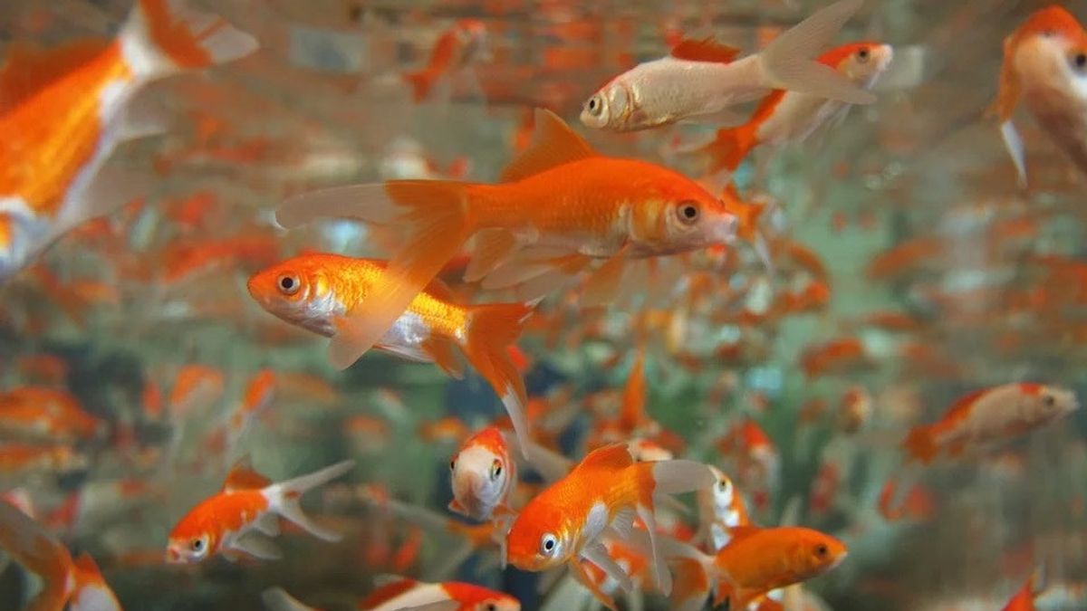 KKP Siapkan Asuransi bagi Pembudidaya Ikan Kecil
