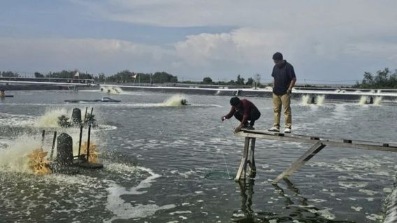 Bengkalis Prosecutor's Office Targets Allegations Of Corruption In The Management Of Shrimp Ponds