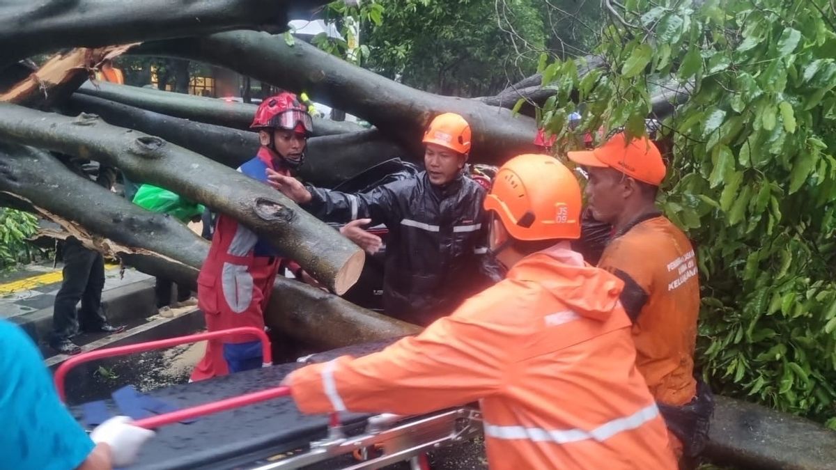 Pohon Tumbang di Jaksel Timpa Mobil  Saat Hujan Deras, Satu Orang Meninggal