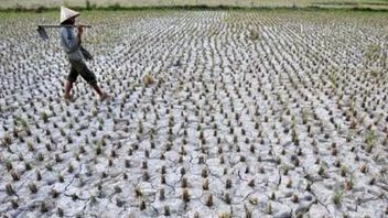 BRIN: El Nino Can Threaten Rice Production Center