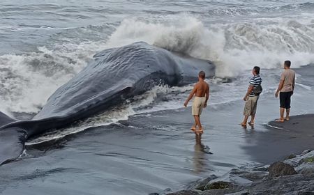 Paus Terdampar di Pantai Klungkung Bali