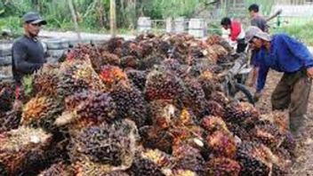 インドネシアのリアウパーム油の最高価格