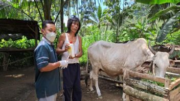 Le bureau de la ferme de Gunung Kidul prend un échantillon de sang d’un animal mystérieusement décédé
