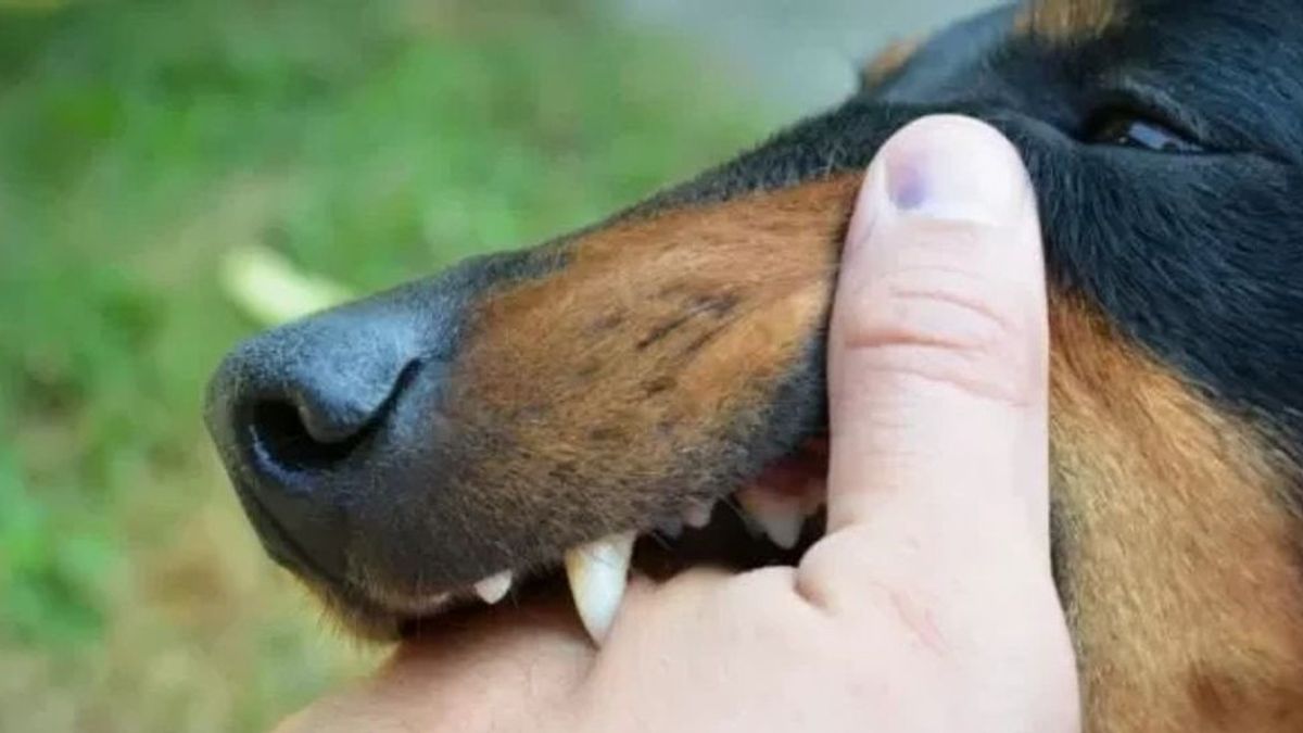 狂犬病の症例がムコムコ、1,000匹のペットの予防接種サービスによって発見されました