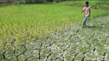 梳邦干旱数千公顷的稻田