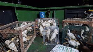 말루쿠 BKSDA, 선박 기관실에서 밀수된 앵무새 55마리 압수