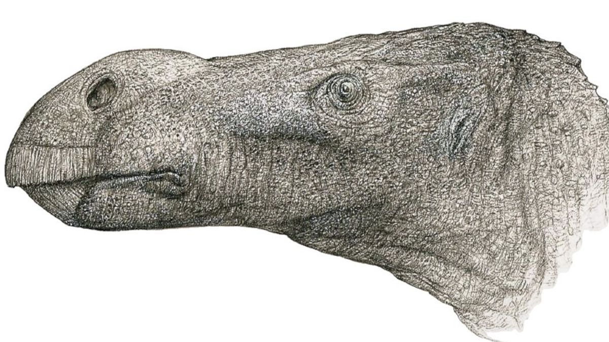 Tengah Meneliti Keanekaragaman Dinosaurus Iguanodontian, Peneliti Temukan Spesies Baru 