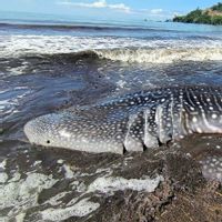 Hiu Paus Berbobot 2 Ton yang Terdampar di Pantai Tulungagung Akhirnya Mati