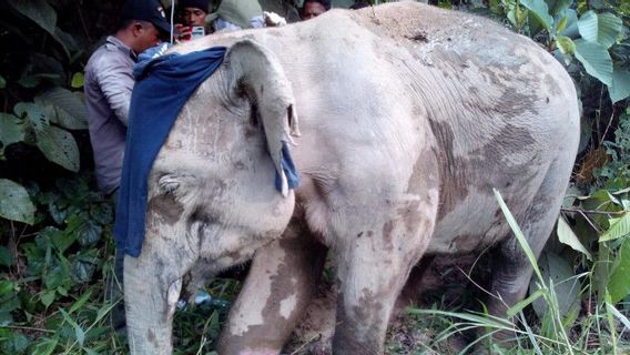 アチェジャヤの内陸部で負傷したことが判明した野生のゾウを扱うBKSDA役員