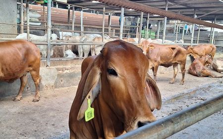 Wali Kota Depok Terbitkan Edaran Pembagian Daging Kurban tanpa Plastik