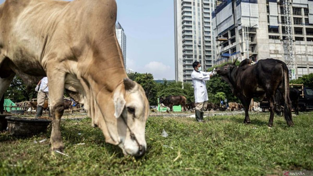 DKI Provincial Government Examines Thousands Of Sacrificial Animals Entering Jakarta Ahead Of Eid Al-Adha