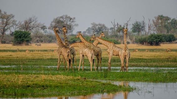 The Population Is Very Worrying, Giraffes Enter The List Of Endangered Animals