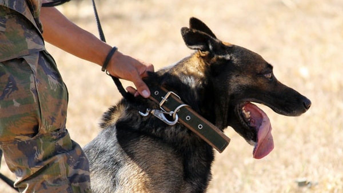 41 Polisi Cari Anjing Polisi yang Hilang dalam Operasi Polisi