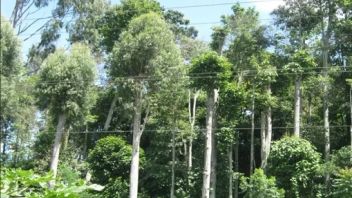 Wacana CFD di Kawasan Hutan, Pemkab Bangka Berharap Warga Nyaman Berolahraga
