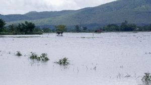 Puluhan Hektare Pertanian di Situbondo Terancam Gagal Panen Akibat Banjir