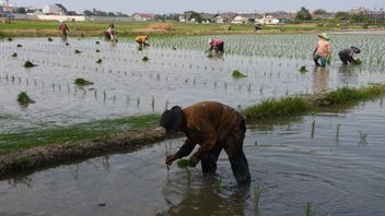 Kementan: La réparation du réseau d'irrigation agricole stimule la sécurité alimentaire
