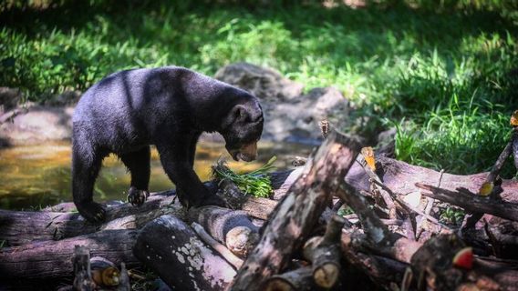 Makan Ternak Ayam, Beruang Madu Dievakuasi BBKSDA Riau dari Kebun Warga
