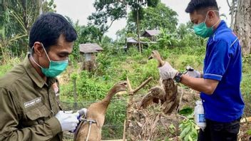 Kemenkes Terbitkan SE Tingkatkan Kesiapsiagaan Hadapi Flu Burung