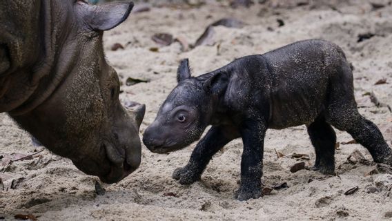 インドネシアの保全の世界から来た良いニュース、スマトラサイの子はウェイカンバス国立公園で生まれました