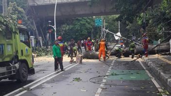 雅加达3棵树因下雨而倒下，覆盖了电线