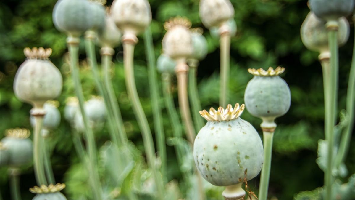 PBB: Opium Cultivation In Myanmar Increased After The Powered Military Junta