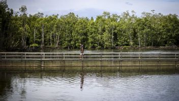 BRIN Kembangkan Formula Biostimulan Tingkatkan Pertumbuhan Mangrove