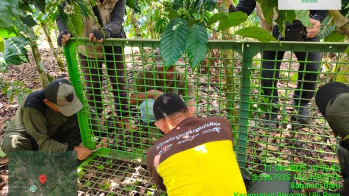 蜂熊进入Rejang Lebong居民园,BKSDA安装陷阱Nangka Berlumur Honey