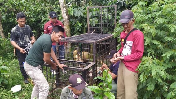 Le Sud De Sumatra BKSDA Installe Un Piège à Ours à Pagar Alam