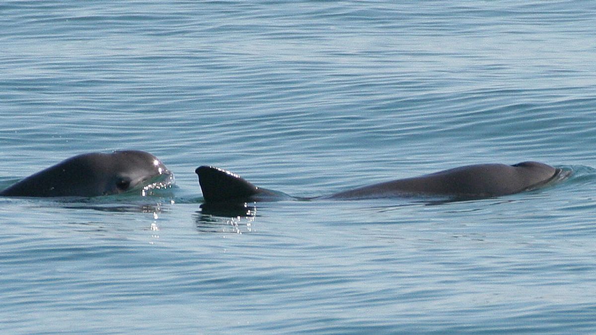 基因组研究表明，来自加利福尼亚湾的稀有热带海豚可以避免灭绝