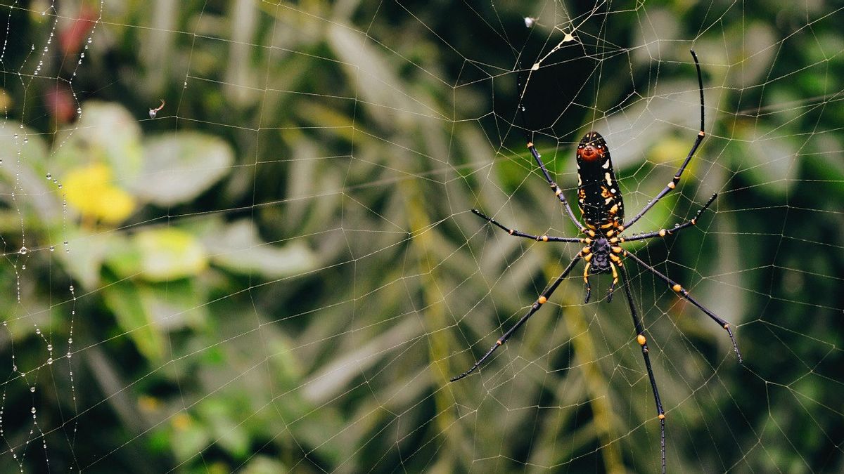 麻省理工学院的科学家说蜘蛛可以从他们的网络产生音乐