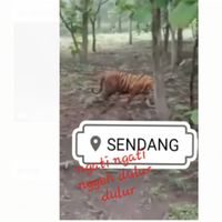Viral Penampakan Harimau di Gunung Wilis, BKSAD Blitar: itu Bukan di Indonesia, Tapi di India