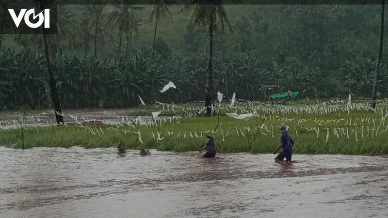 Banjir Di Bima Rendam 30 Hektare Padi Siap Panen, Termasuk Kantor KUA ...