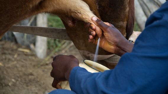 Encouraging The UMKM Sector, The Ministry Of Agriculture Invites The Public To Consume Processed Buffalo Milk