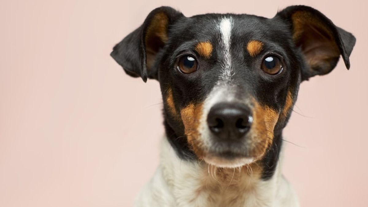 VIrus Corona Jenis Baru Ditemukan, Berasal dari Anjing