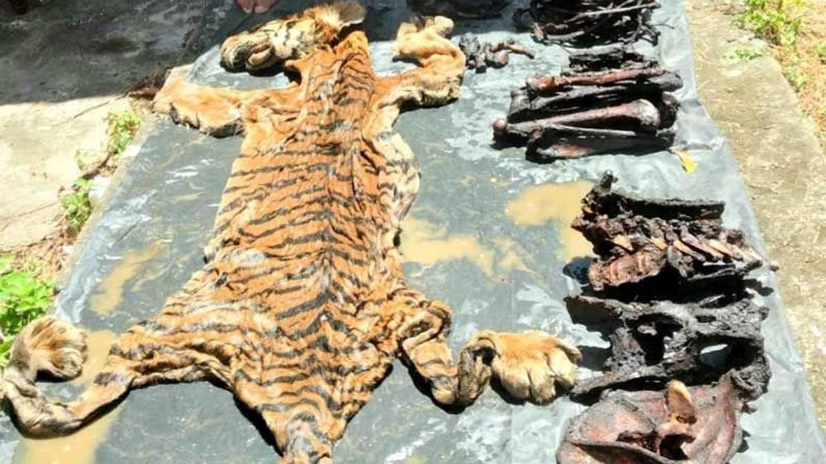 Former Bener Meriah Regent Suspects Of Tiger Skin Trade Detained