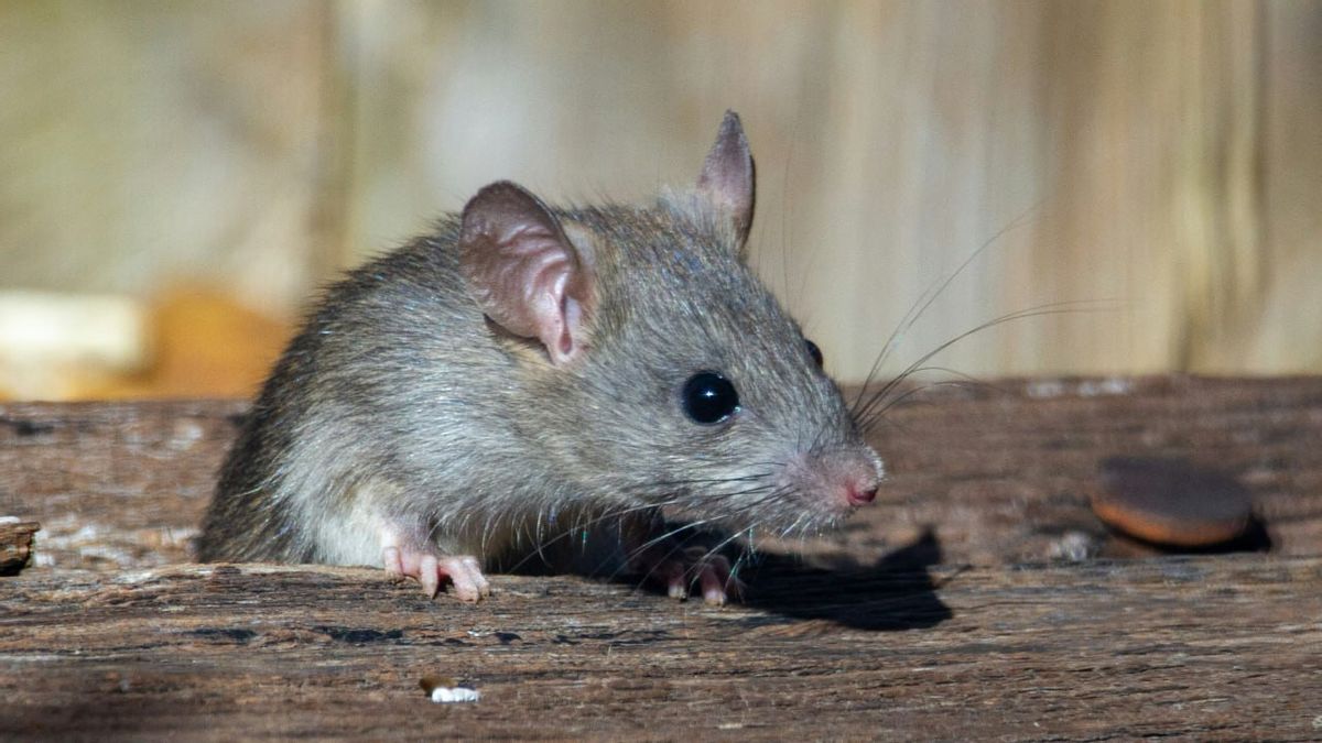 ネズミに噛まれた、それは危険ですか?感染に注意を払い、最初に何をすべきか知ってください