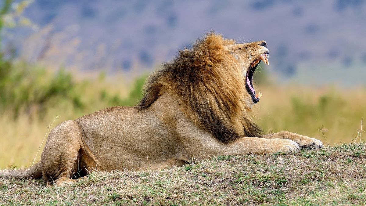 Konflik Manusia dengan Hewan Liar Memburuk, 10 Singa Terbunuh di Kenya