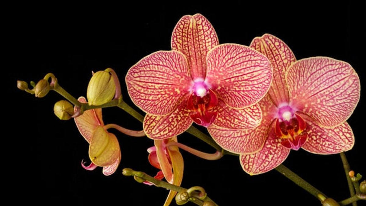 Has A Charming Appearance, These Are 5 Characteristics Of Squirrel Tail Orchid Plants