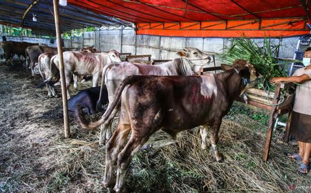 Berikut Tata Cara Penyembelihan Hewan Kurban Selama Pandemi COVID-19