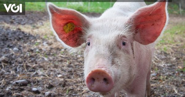 in, composant du porc de produits cités par BPJPH et BPOM