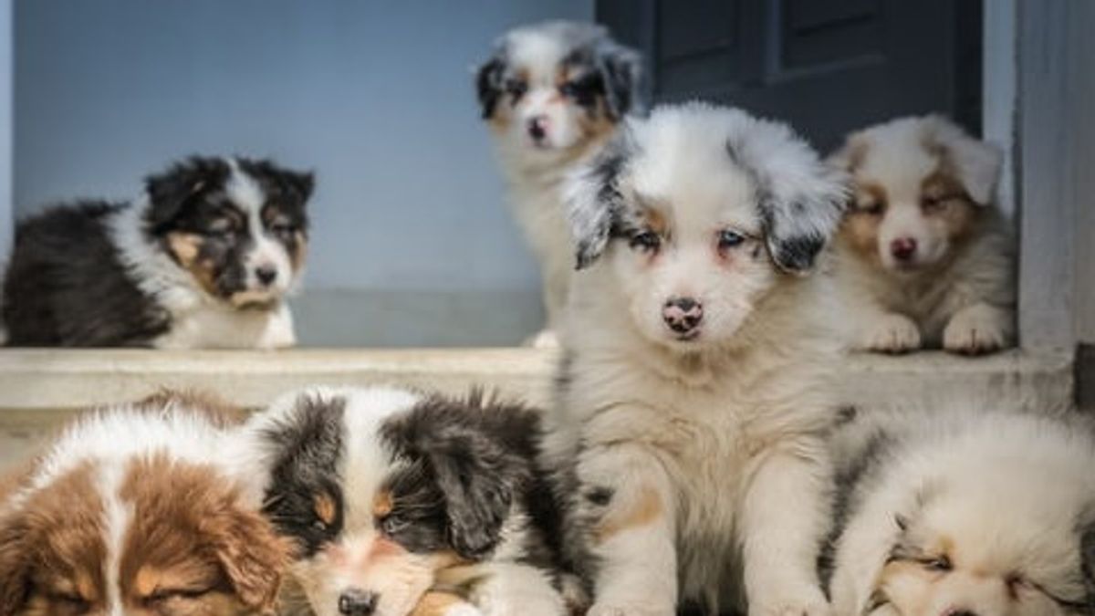 Types Of Cute Little Dogs That Can Be Adopted In Indonesia