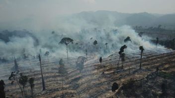 警察がスマイ・テボ・ジャンビの森林火災と陸上火災の原因を調査