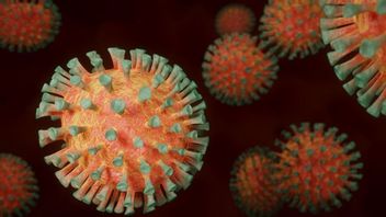 كاليمانتان الشرقية تعزز مراقبة المطار في انتظار فيروس نيباه