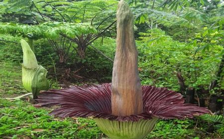 Bunga Bangkai Raksasa Mekar Sempurna di Kebun Raya Liwa Lampung Barat